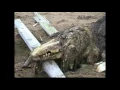 Download Lagu SCP-682 Roar