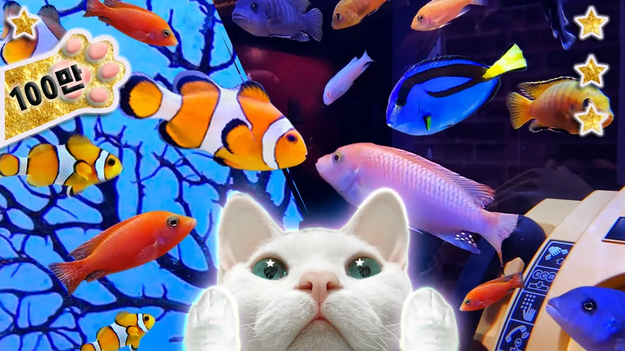 Video for cats 11Hours★고양이가 좋아하는 화면(물고기/니모/열대어)11시간★하프음악/고양이예능/힐링 영상/물멍(Fish/Harp/Relaxing)(외출용ver.)