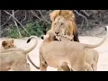 Download Lagu Male lion receives a warm welcome from his pride for protecting them