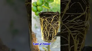 لو عندك شجرة خليها 10 بهذة الطريقة المضمونة والغير مكلفة 