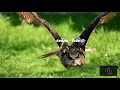 Avoure - Voile (Original Mix)
