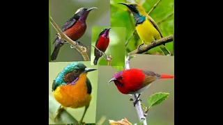 Download mp3 suara pikat semua jenis burung kolibri  konin kowul sogon sepah raja MP3