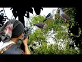 Download Lagu BERBURU BURUNG PERGAM JUMBO KETIKA KAYU HUTAN BERBUAH..