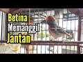 Lagu PRENJAK BETINA GACOR Istimewa Memanggil PRENJAK JANTAN, Cocok buat Masteran ataupun Pancingan.