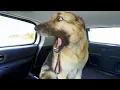 Lagu 10 MINUTES Hilarious Dogs That Act Like Comedians🤣 Funny Animals Video