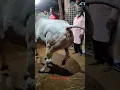 Download Lagu ASIM KOLEY BAGJALLA 2025 🔥 DANGEROUS COW UNLOADING #shorts #youtubeshorts #viral #short #trending
