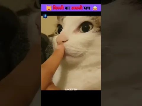 🐱 बिल्ली का असली सच #shorts