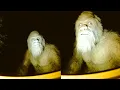 Download Lagu Farmer Lived Alone for Years — Until A Bigfoot Tribe Arrived - BIGFOOT STORY