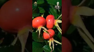  ابتهال  الشيخ نصر الدين طوبار مسبح بك  مملوء بحبك مشغوف بقربك  مشغول بنجواك دندنها
