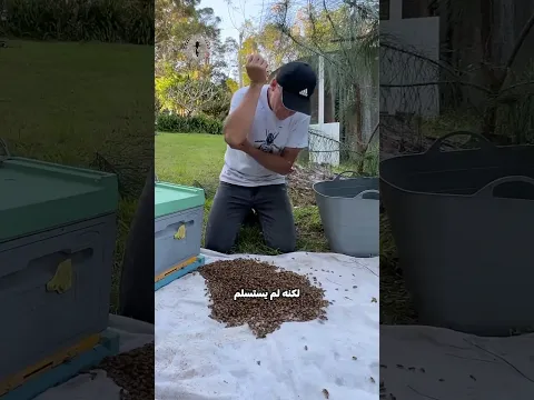 أصوات غريبة من السقف 🍯!