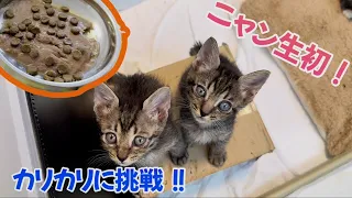 【保護猫】初めてのカリカリご飯に子猫たちが大興奮！？