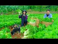Download Lagu Harvest Chinese Cabbage After 45 Days Of Growing With My Brother To Sell At The Market, Cook, Farm.