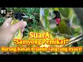 Download Lagu suara burung pikat samyong Gacorr, cocok buat pemanggil.