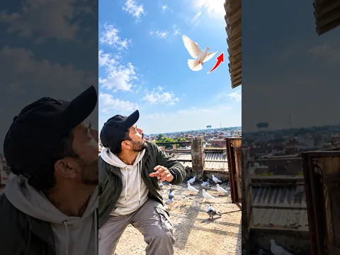 Mini Vlog 218 π± Ye Chalak Kabutar Haath Hi Nahi Aa Raha! ποΈ