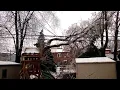 Trees Falling Compilation 7