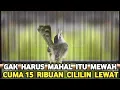 Download Lagu DILUAR AKAL SEHAT CUMA 15 RIBUAN KALO SUDAH GACOR BIKIN YANG LAIN MINGGIR CIBLEK SAWAH