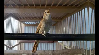 suara emas burung sikatan londo suara jernih