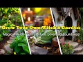 Grow Your Own Witch s Garden Magical Herbs for Protection Love and Abundance