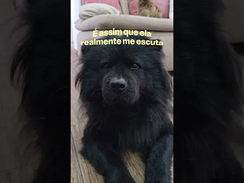 É ASSIM QUE ELA ME ESCUTA 😂🐶 #chowchow #cachorro #shorts