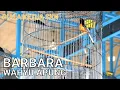 Download Lagu BARBARA LAGI LAGI MEMUKAU SEMUA PESERTA GELARAN PIALA KETUA SKN #muraibatu #PIALAKETUASKN