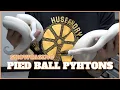 Showcasing Different Combos In Pied Ball Pythons Showcase Saturdays