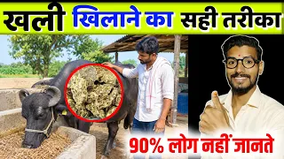 ✌️पशु को खली खिलाने का तरिका👍 Feeding tips for cattle | Dairy Farming | Dairy Business idea ||