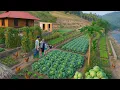 Download Lagu Off-Grid Farm Life 🌿 | Harvesting Organic Cabbage, Raising Chickens \u0026 Growing Flowers