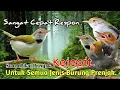 Download Lagu SUARA PIKAT SEMUA JENIS BURUNG PRENJAK. SUDAH JELAS AMPUH..