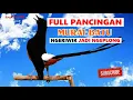 Download Lagu Pancingan Murai Batu Ngeriwik Jadi NGEPLONG