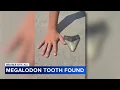 Pennsylvania family finds Megalodon tooth at Jersey Shore