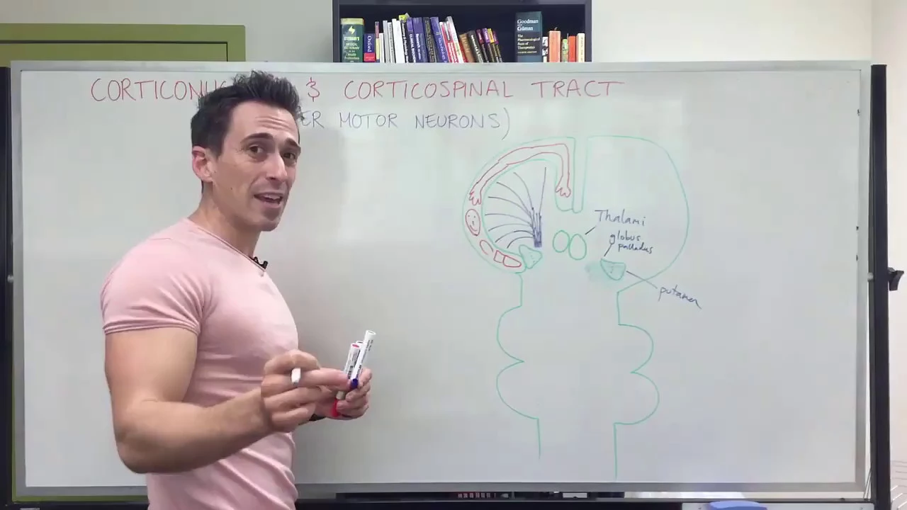 Descending motor pathways - corticospinal and corticonuclear tracts (upper motor neurons)