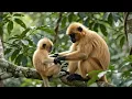 Gee s Golden Langurs