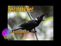 Download Lagu Masteran Suara Cililin Hitam Jeda Air