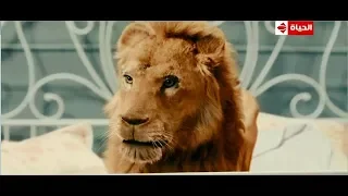 تخيل لو أبوك بقي أسد ياتري هياكلك انت واخواتك ولالا ياروح امك هو انا أسد نباتي ربع رومي 