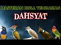 Download Lagu MASTERAN MURAI BATU FULL ISIAN TEMBAKAN TERBAIK MUDAH MASUK MURAI APAPUN ISIAN JELAS DAN JERNIH