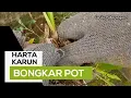 Download Lagu HARTA KARUN KUNING DAN PUTIH BONGKAR GEMBURKAN MP3