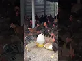 Download Lagu Forcing the chicken to use hooks and hooks on the chicken's legs #chicken #chickenGarden