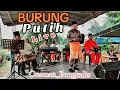 Download Lagu BURUNG PUTIH - Oesman Bengkalis #live - Lagu Melayu Asli