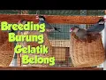 Lagu Menangkarkan Burung Gelatik Belong | Ternak Gelatik JAWA 2020