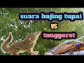 Lagu suara bajing tupai vs tonggeret cocok untuk relaksasi//terapi