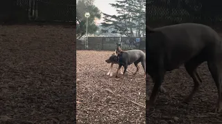 #Fyp #dream #doberman #pets