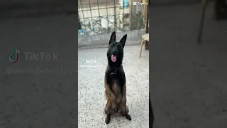 الحكه بشكه     دندنها
