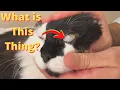 Third eyelid nictitating membrane