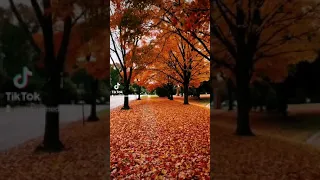 هاني شاكر اصاحب مين دندنها