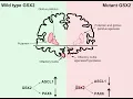 Download Lagu Agenesis of the putamen and globus pallidus caused by recessive mutations in the homeobox gene GSX2