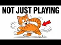 Your Cat Doesn t Chase Their Tail By Accident Here s the Real Reason