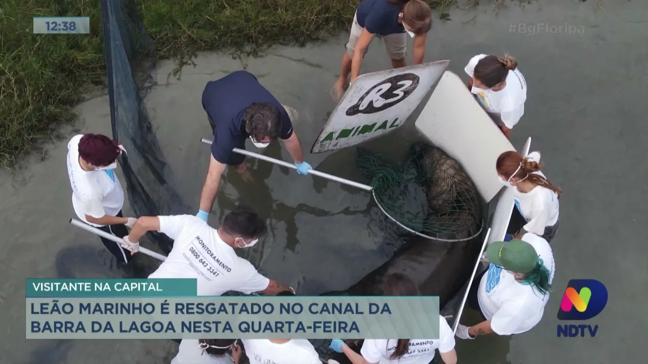 Leão marinho é resgatado no Canal da Barra da Lagoa em Florianópolis