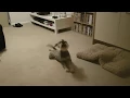 Rescue Miniature Schnauzer Does a Happy Song and Dance Ex Breeding Puppy Farm Dog