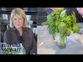 Martha s Tips for Keeping Basil Fresh Homeschool with Martha