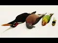 Top 4 Extinct Birds of Tennessee